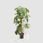 Monstera Variegated Tree