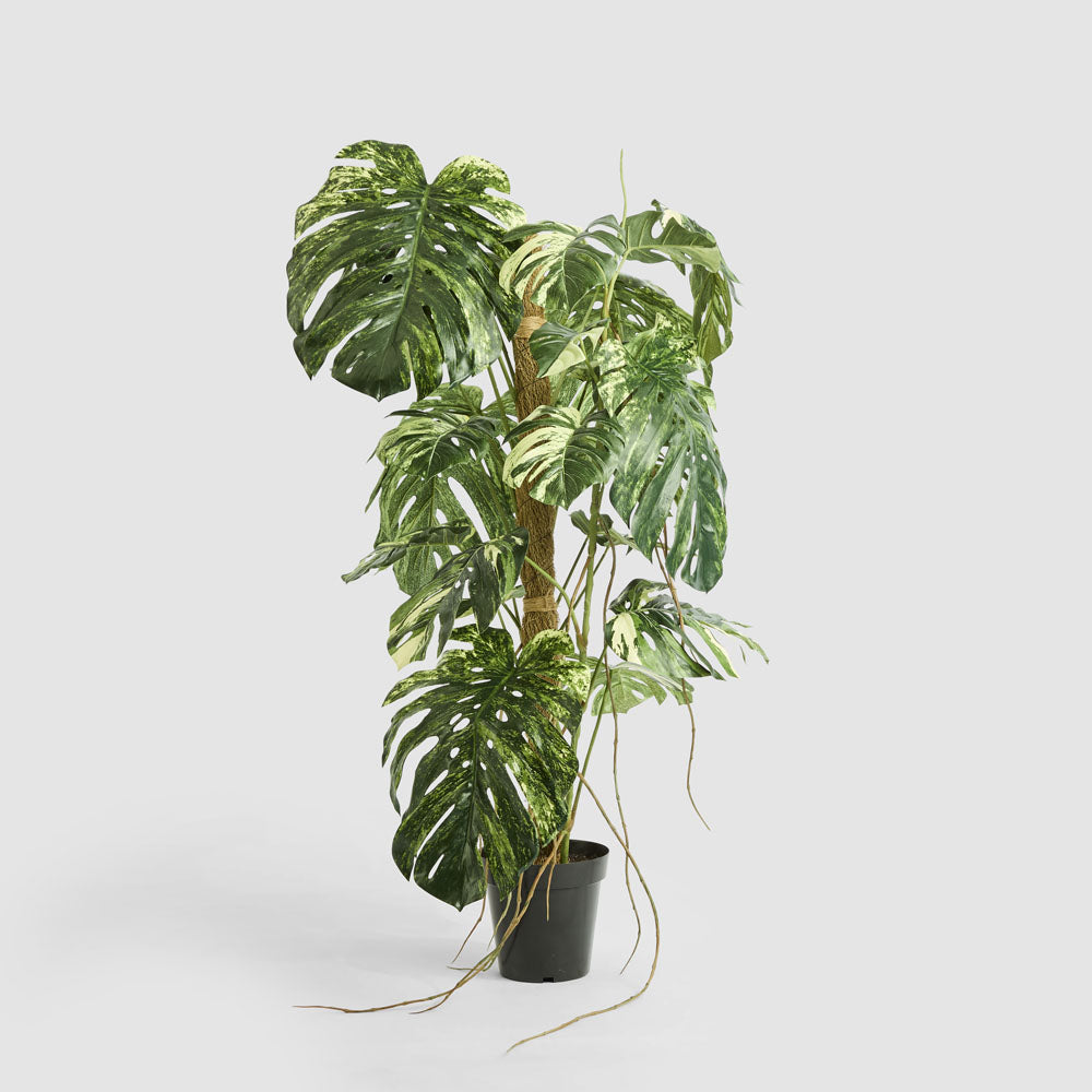 Monstera Variegated Tree