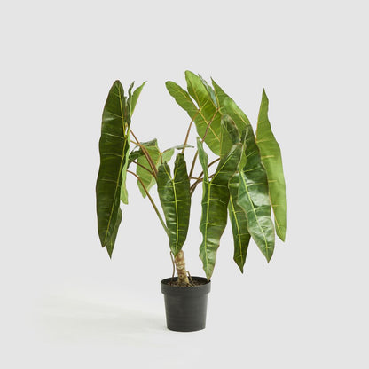 Potted Philodendron Spiritus Sancti Plant 104cm