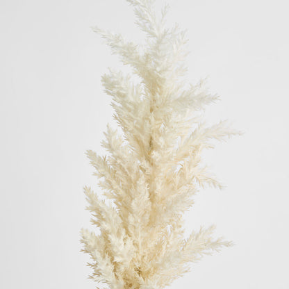 Wheat Astilbe Flower Stem 75cm White 6 pcs