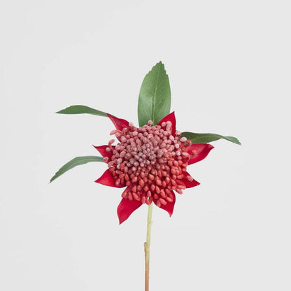 Waratah Stem 50cm Red