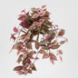 Wandering Jew Hanging Bush 50cm Red & Green