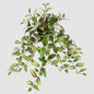 Wandering Jew Hanging Bush 50cm Yellow & Green