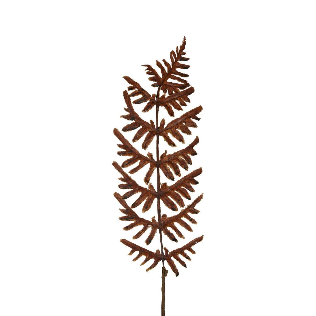 Dried Fern Leaf Stem Natural 6 pcs